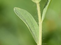 Linum pubescens