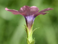 Linum pubescens 2, Saxifraga-Sonja Bouwman  Hairy pink flax - Linum pubescens - Linaceae familie