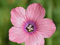 Linum pubescens 3, Saxifraga-Sonja Bouwman  Hairy pink flax - Linum pubescens - Linaceae familie