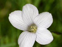 Linum suffruticosum ssp salsoides 17, Saxifraga-Sonja Bouwman  Pyrenean flax - Linum suffruticosum ssp. salsoides - Linaceae familie