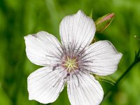 Linum tenuifolium 10, Saxifraga-Sonja Bouwman  Smal vlas - Linum tenuifolium - Linaceae familie