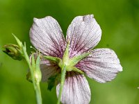 Linum tenuifolium 11, Saxifraga-Sonja Bouwman  Smal vlas - Linum tenuifolium - Linaceae familie