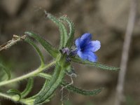 Lithodora diffusa 9, Saxifraga-Willem van Kruijsbergen