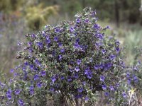 Lithodora fruticosa 1, Saxifraga-Jan van der Straten