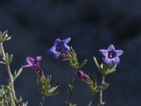 Lithodora fruticosa 2, Saxifraga-Willem van Kruijsbergen