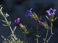 Lithodora fruticosa 3, Saxifraga-Willem van Kruijsbergen