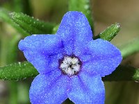 Lithodora prostrata