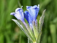 Lithodora zahnii