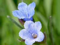 Lithodora zahnii 2, Saxifraga-Sonja Bouwman  Lithodora zahnii - Boraginaceae familie