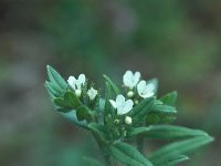 Lithospermum arvense 12, Ruw parelzaad, Saxifraga-Jan van der Straaten