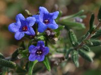 Lithospermum fruticosa