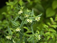 Lithospermum officinale 1, Glad parelzaad, Saxifraga-Jan van der Straaten