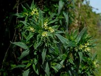 Lithospermum officinale 10, Glad parelzaad, Saxifraga-Ed Stikvoort