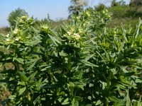 Lithospermum officinale 12, Glad Parelzaad, Saxifraga-Peter Meininger