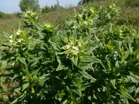 Lithospermum officinale 13, Glad Parelzaad, Saxifraga-Peter Meininger