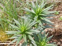 Lithospermum officinale 14, Glad parelzaad, Saxifraga-Rutger Barendse