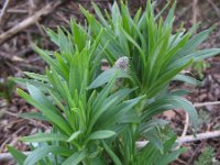 Lithospermum officinale 3, Glad parelzaad, Saxifraga-Rutger Barendse