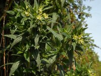 Lithospermum officinale 4, Glad parelzaad, Saxifraga-Ed Stikvoort