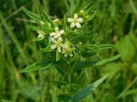 Lithospermum officinale 5, Glad parelzaad, Saxifraga-Ed Stikvoort