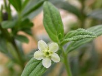 Lithospermum officinale 6, Glad parelzaad, Saxifraga-Ed Stikvoort