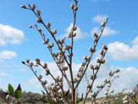 Lithospermum officinale 8, Glad parelzaad, Saxifraga-Ed Stikvoort