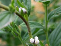 Lithospermum officinale 9, Glad parelzaad, Saxifraga-Ed Stikvoort