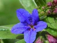 Lithospermum purpurocaeruleum 5, Saxifraga-Sonja Bouwman  Blauw parelzaad - Buglossoides purpurocaerulea, Lithospermum purpurocaeruleum - Boraginaceae familie