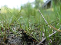 Littorella uniflora 29, Oeverkruid,, Saxifraga-Michiel Drok