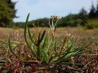 Littorella uniflora 35, Oeverkruid, Saxifraga-Ed Stikvoort