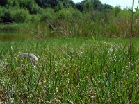 Littorella uniflora 44, Oeverkruid, Saxifraga-Ed Stikvoort