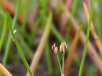 Littorella uniflora 73, Oeverkruid, Saxifraga-Hans Dekker