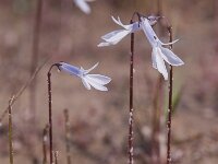 Lobelia dortmanna 49, Waterlobelia, Saxifraga-Luuk Vermeer