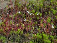 Lobelia dortmanna 55, Waterlobelia, Saxifraga-Hans Dekker