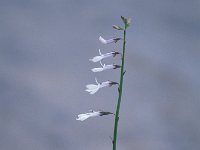 Lobelia dortmanna 1, Waterlobelia, Saxifraga-Hans Dekker