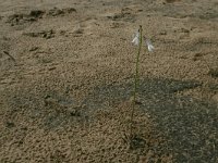 Lobelia dortmanna 12, Waterlobelia, Saxifraga-Hans Boll