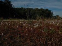 Lobelia dortmanna 21, Waterlobelia, Saxifraga-Bas Klaver