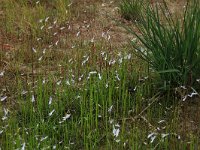 Lobelia dortmanna 25, Waterlobelia, Saxifraga-Hans Boll