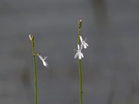 Lobelia dortmanna 37, Waterlobelia, Saxifraga-Hans Dekker