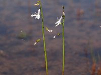 Lobelia dortmanna 39, Waterlobelia, Saxifraga-Hans Dekker