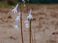 Lobelia dortmanna 6, Waterlobelia, Saxifraga-Hans Dekker