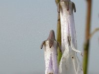 Lobelia dortmanna 7, Waterlobelia, Saxifraga-Mark Zekhuis