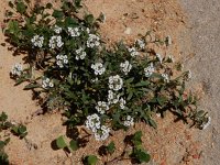 Lobularia maritima 50, Zilverschildzaad, Saxifraga-Ed Stikvoort