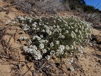 Lobularia maritima 52, Zilverschildzaad, Saxifraga-Ed Stikvoort