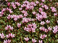 Loiseleuria procumbens 17, Saxifraga-Harry Jans