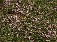 Loiseleuria procumbens 19, Saxifraga-Harry Jans