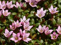 Loiseleuria procumbens 22, Saxifraga-Harry Jans