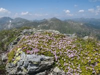 Loiseleuria procumbens 29, Saxifraga-Luuk Vermeer