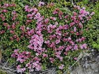 Loiseleuria procumbens 30, Saxifraga-Luuk Vermeer