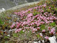 Loiseleuria procumbens 31, Saxifraga-Luuk Vermeer