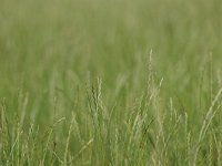 Lollium perenne Perennial ryegrass detail  the most common grass in farmland : Lollium, Netherlands, Perennial, agricultural, agriculture, atmosphere, backgrounds, blade, close-up, copy space, cultivated, dairy, dutch, environment, farm, farming, farmland, field, frame, fresh, full, fullframe, grass, grassland, green, growth, healthy, land, landscape, leaf, macro, meadow, mood, natural, nature, outdoors, perenne, plants, ripe, rural, rye, ryegrass, scenics, seed, spring, springtime, stem, straw, summer